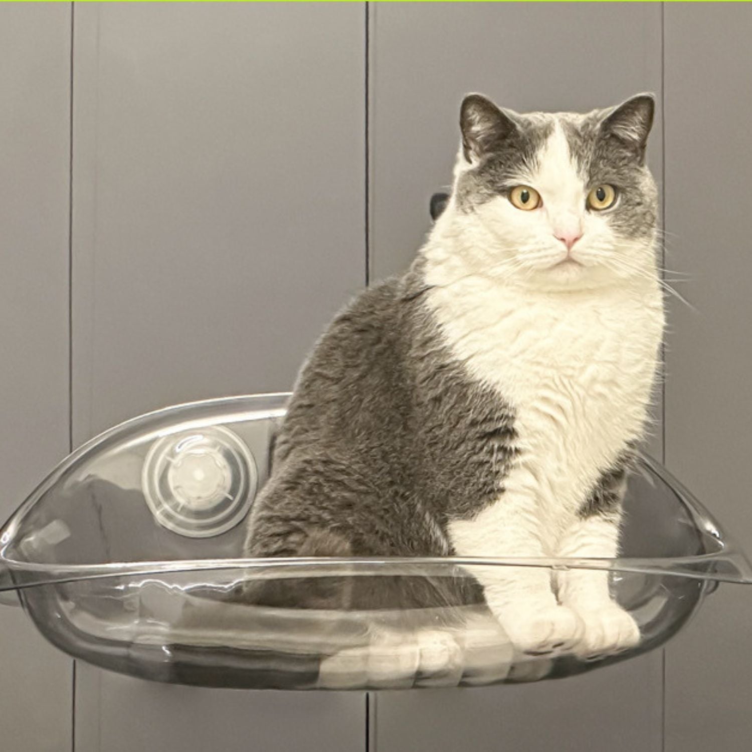 Kattenraamhanger met zuignappen voor ultiem relaxen voor katten