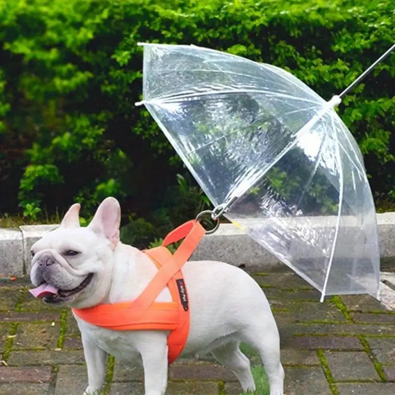 Weerbestendige beschermingsparaplu voor honden tijdens wandelingen