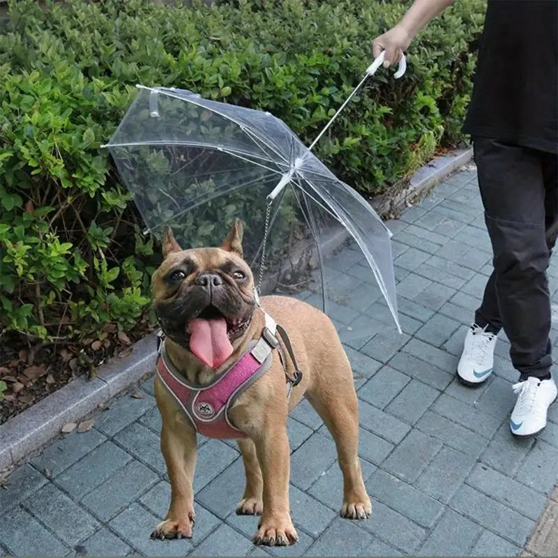 Weerbestendige beschermingsparaplu voor honden tijdens wandelingen